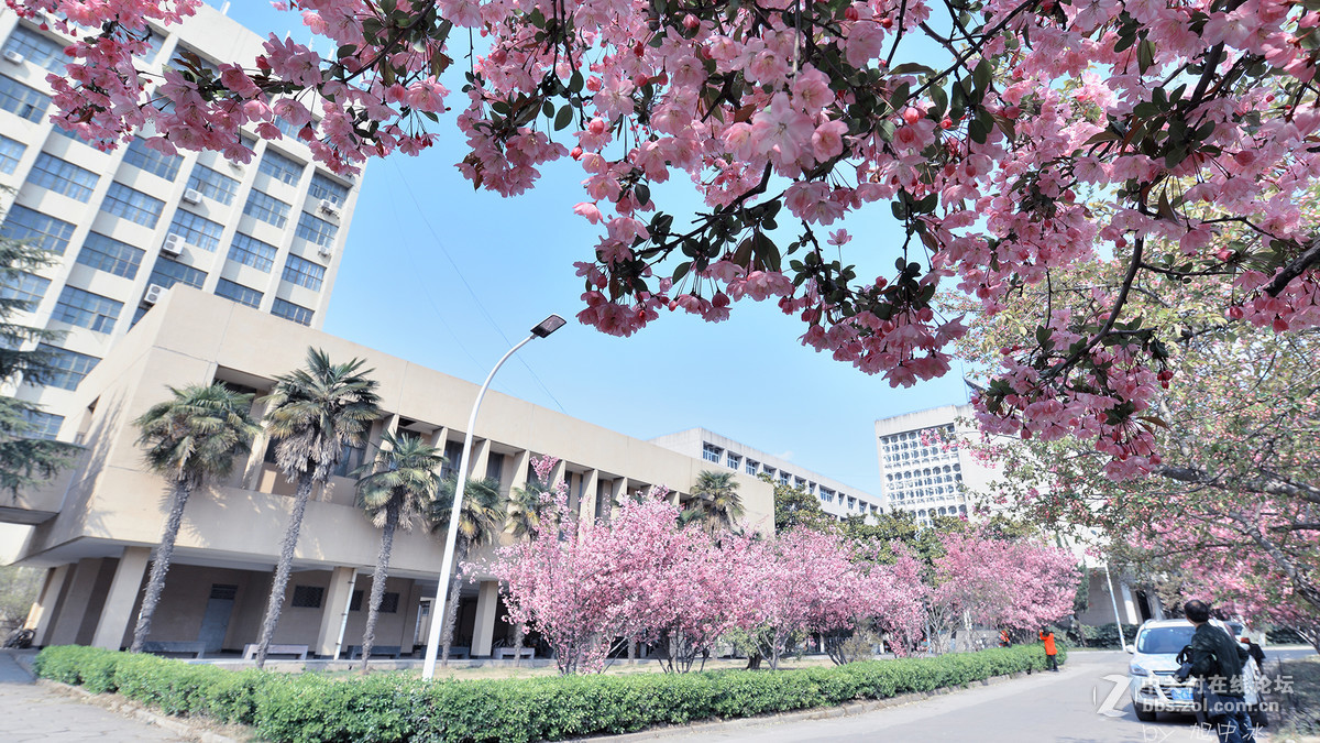 海棠花开（旭中冰）