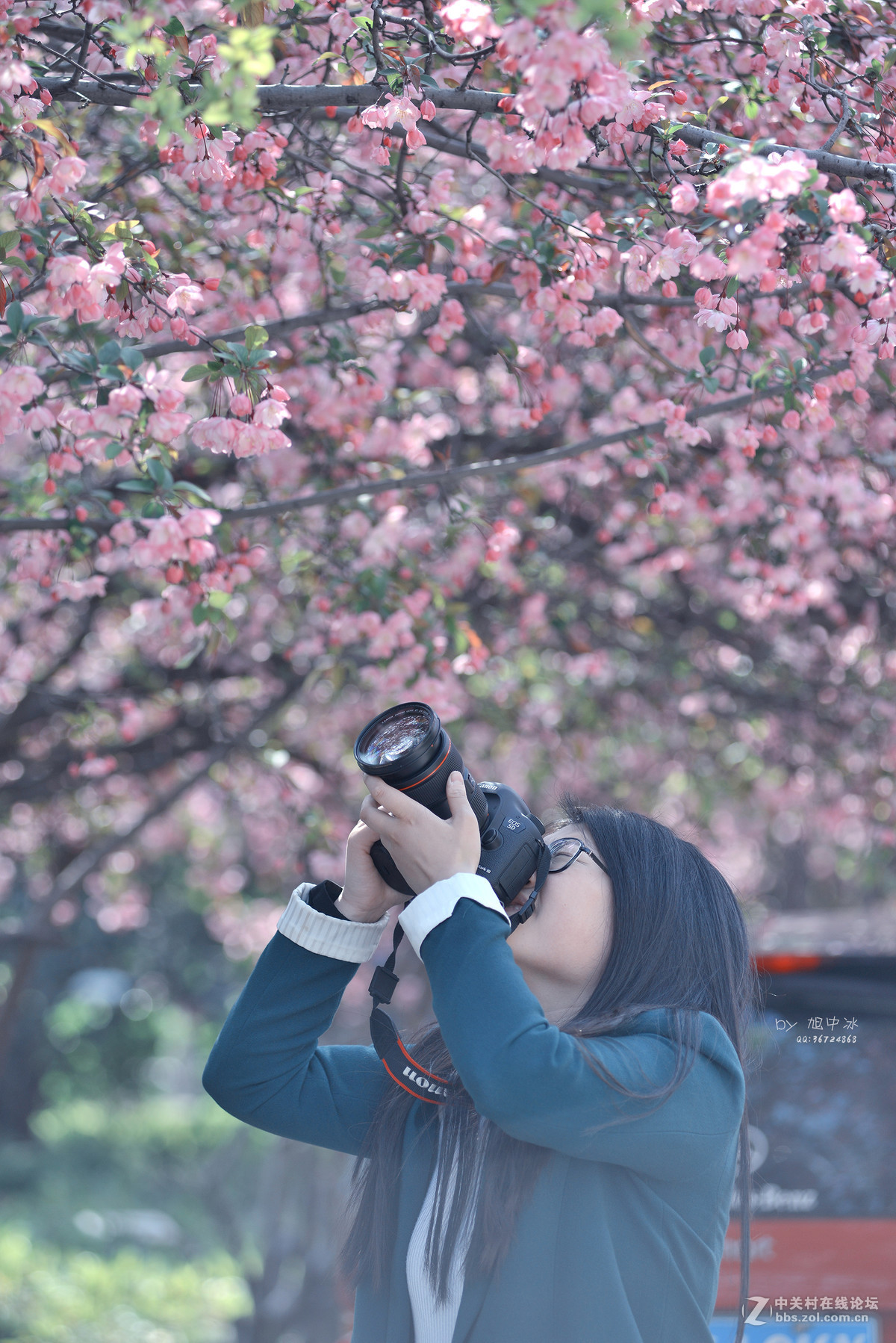 海棠花开（旭中冰）