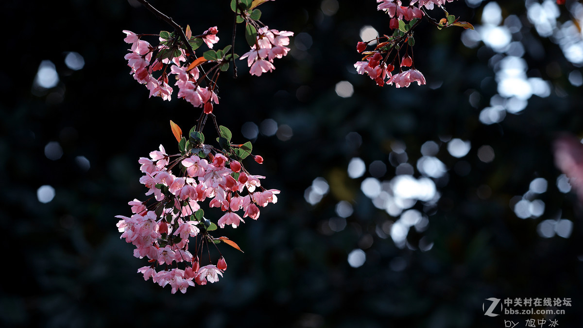 海棠花开（旭中冰）