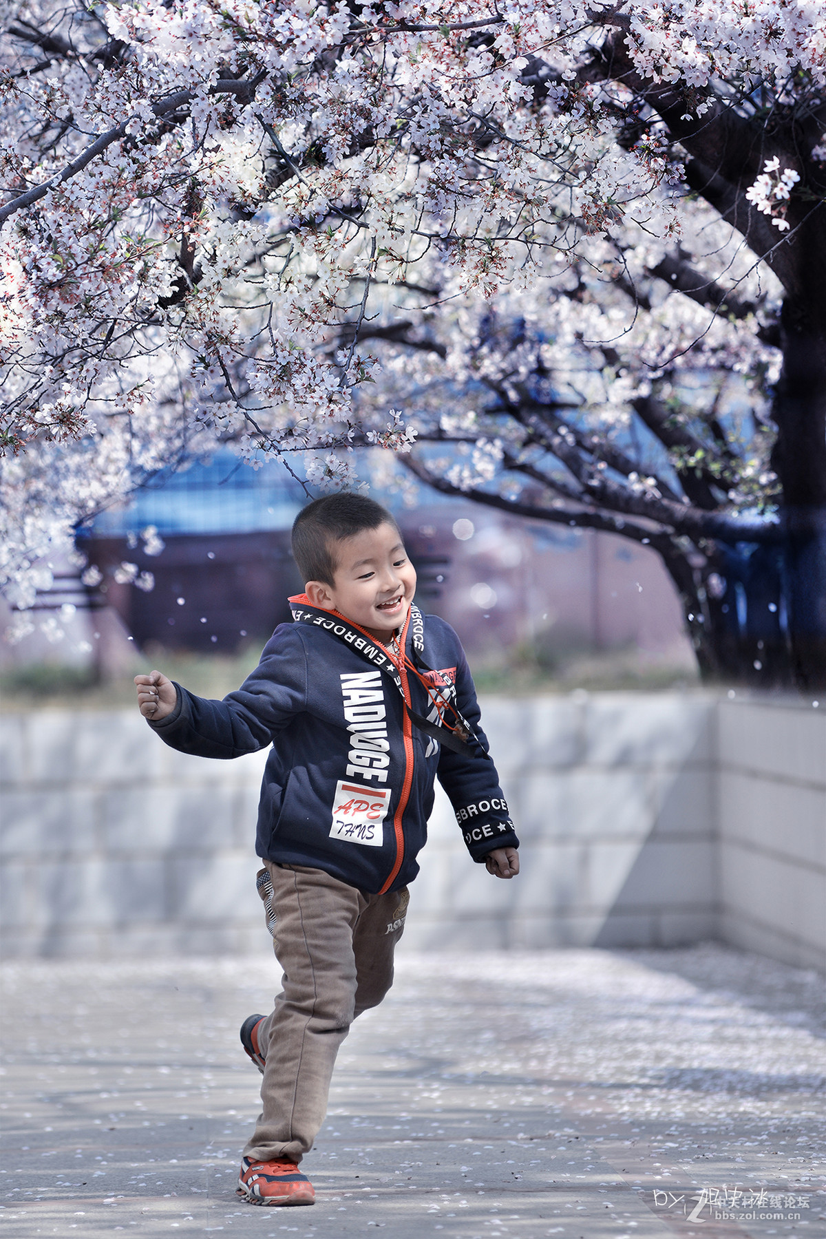 海棠花开（旭中冰）