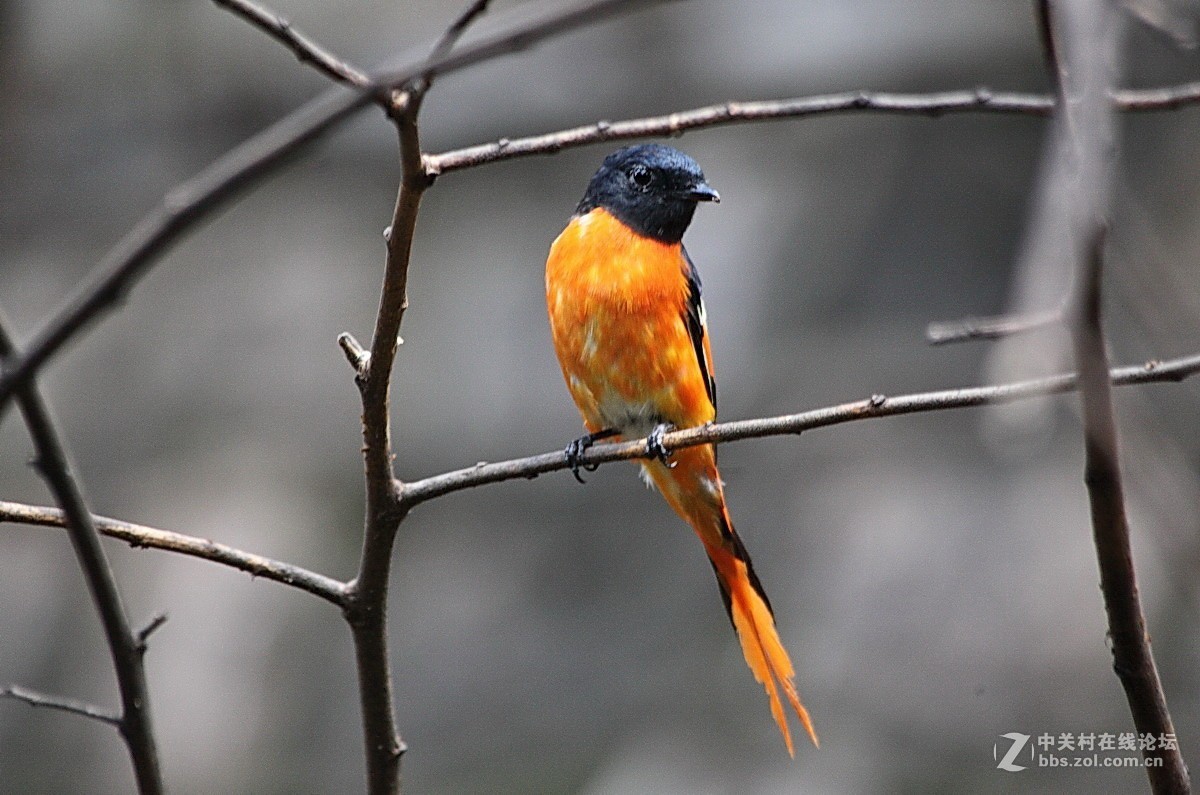 長尾山椒鳥