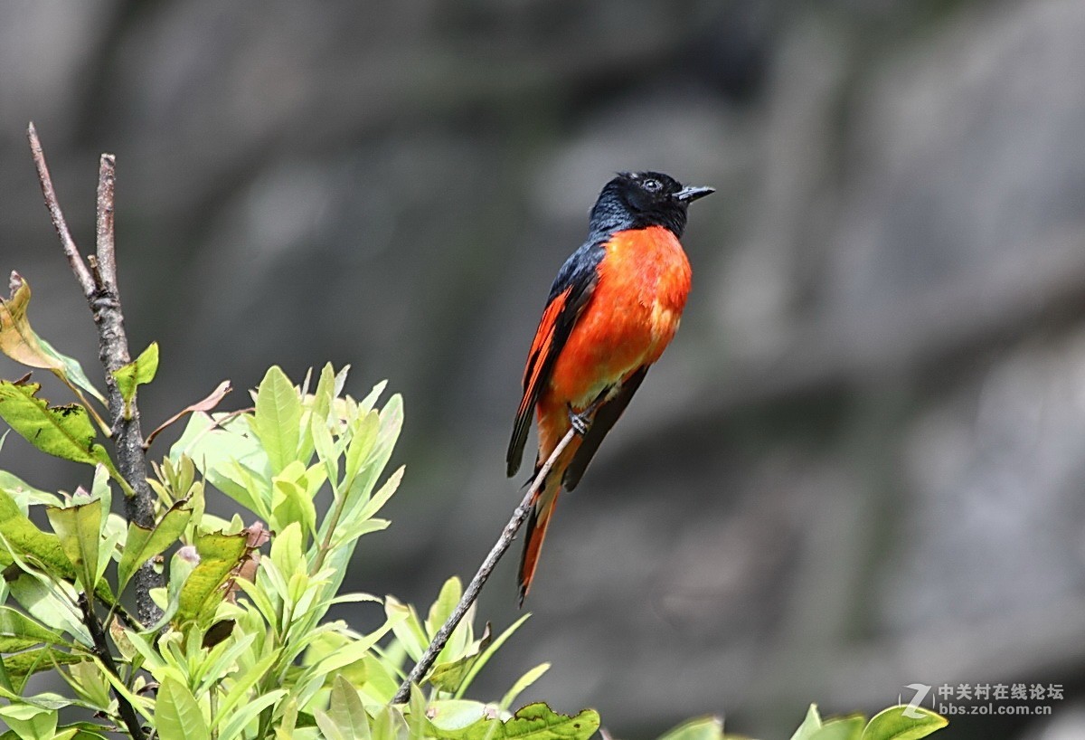 長尾山椒鳥