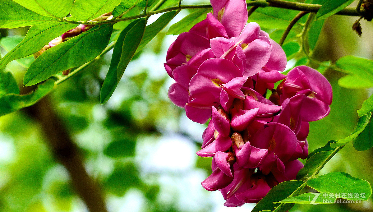 2017第十二花红槐花