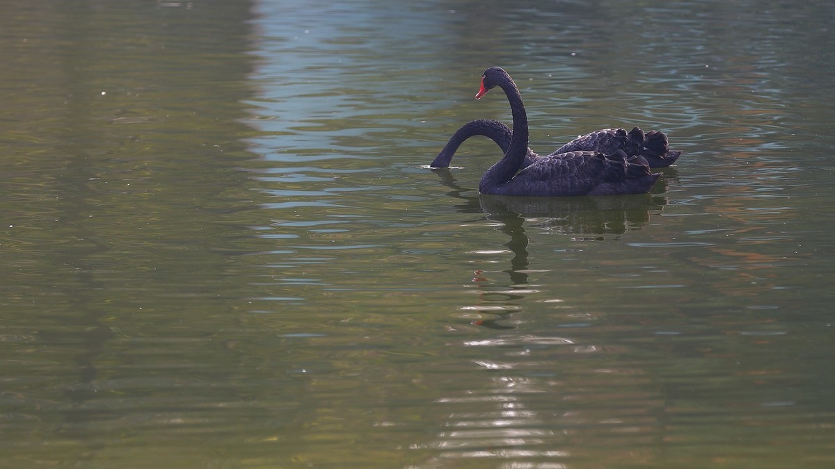 相濡以沫情，白头偕老歌