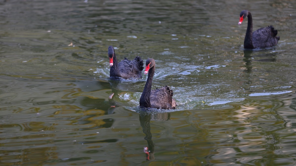 相濡以沫情，白头偕老歌