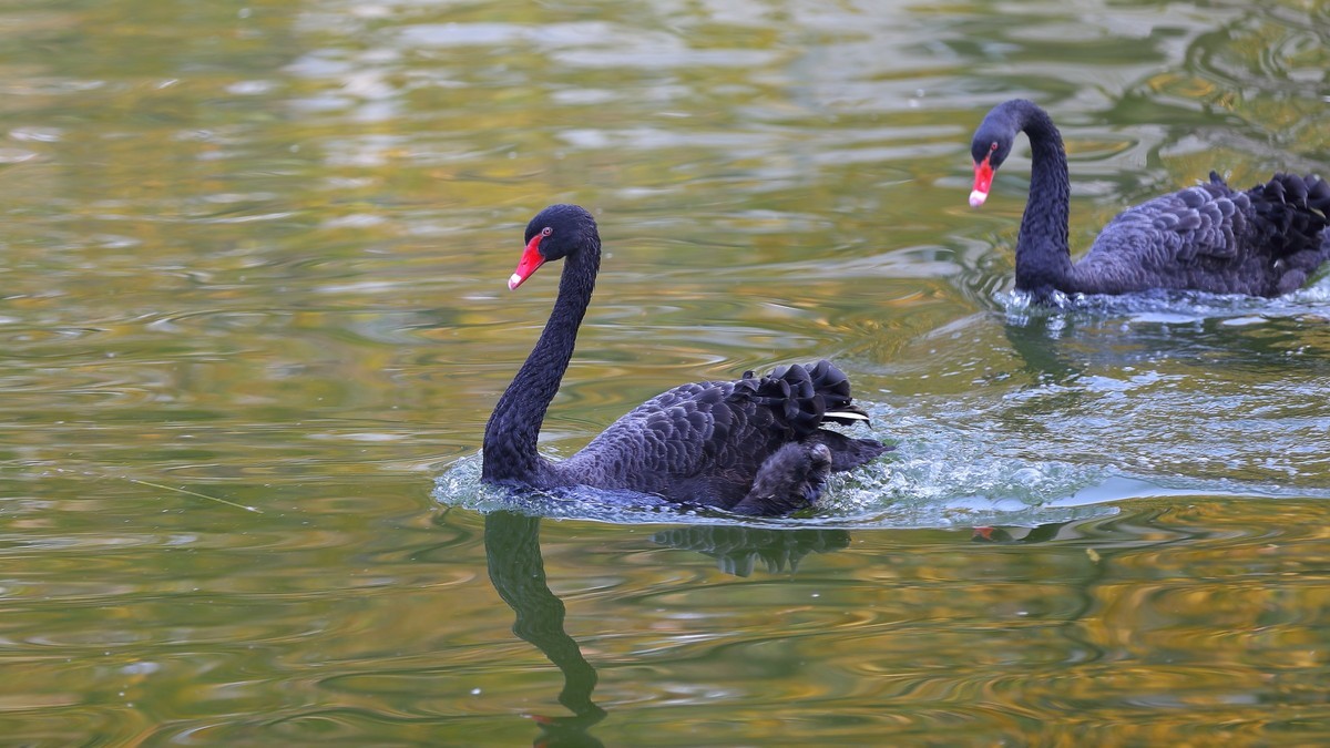 相濡以沫情，白头偕老歌