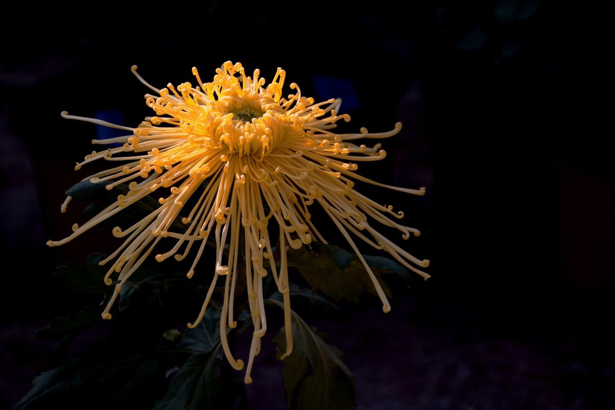 （18-11）   菊展上的花