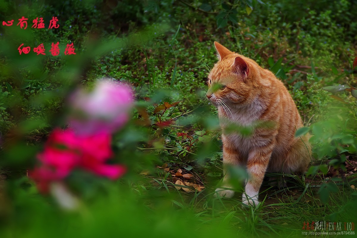 心有猛虎,细嗅蔷薇