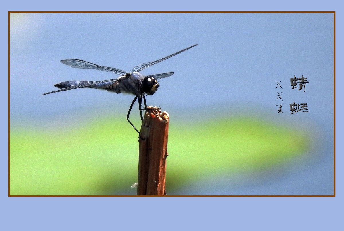 蜻蜓小憩晒薄翼