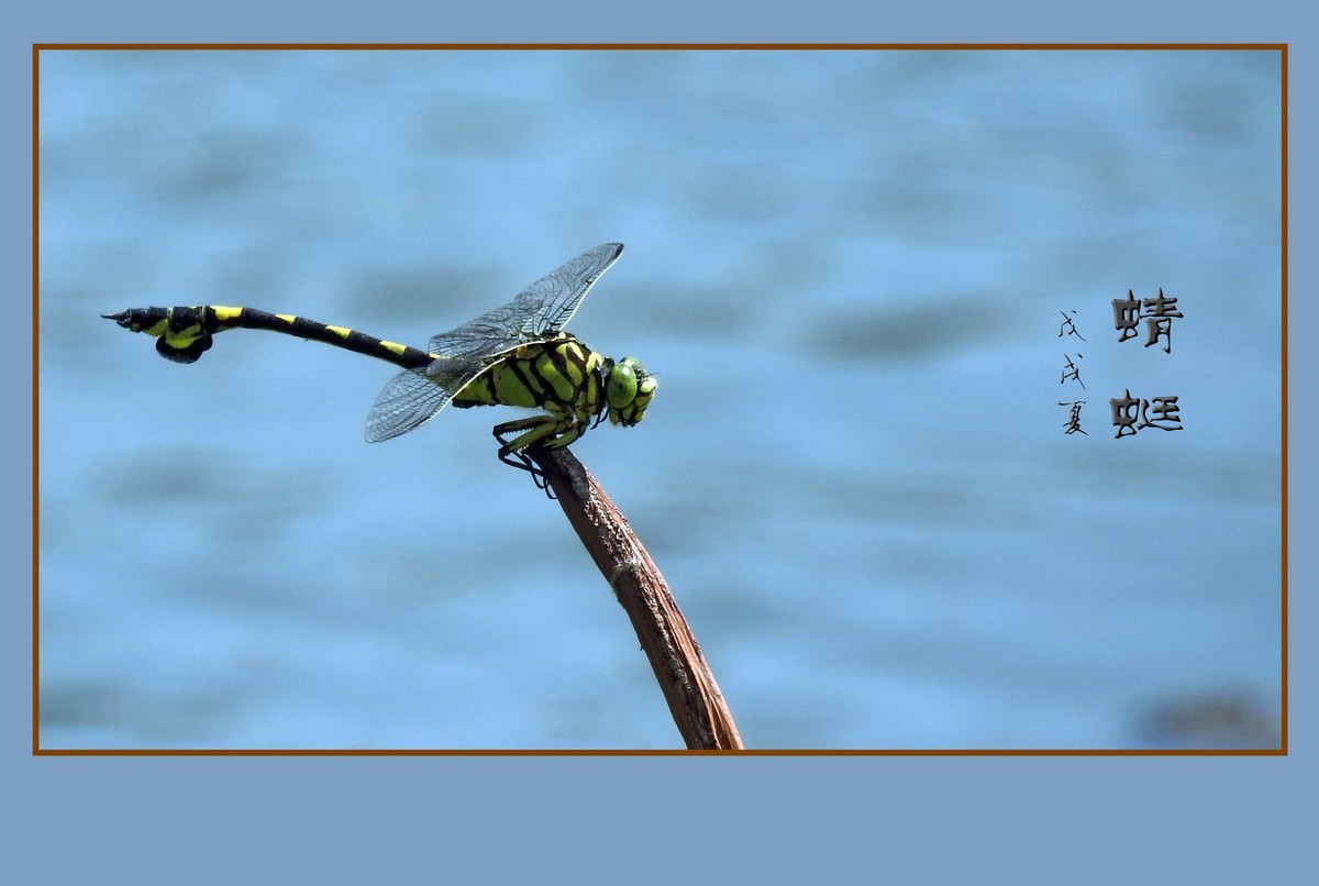 蜻蜓小憩晒薄翼