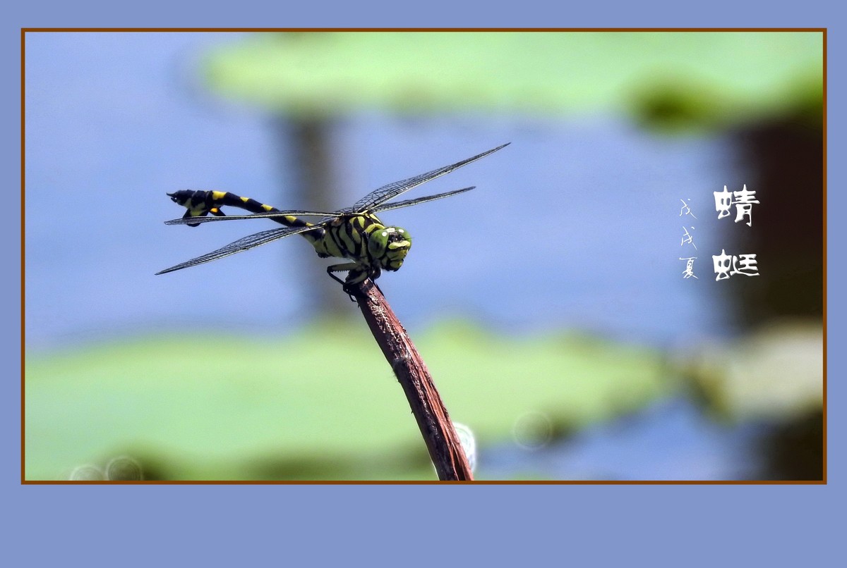 蜻蜓小憩晒薄翼