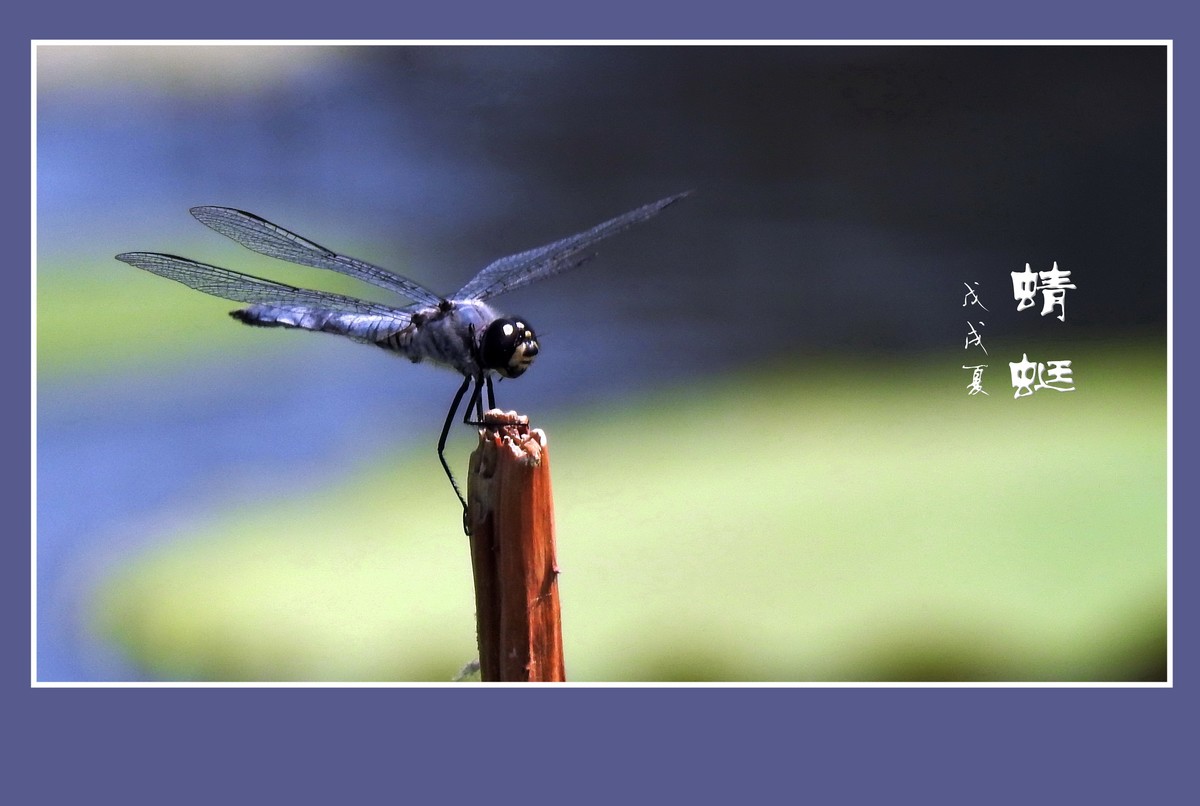 蜻蜓小憩晒薄翼