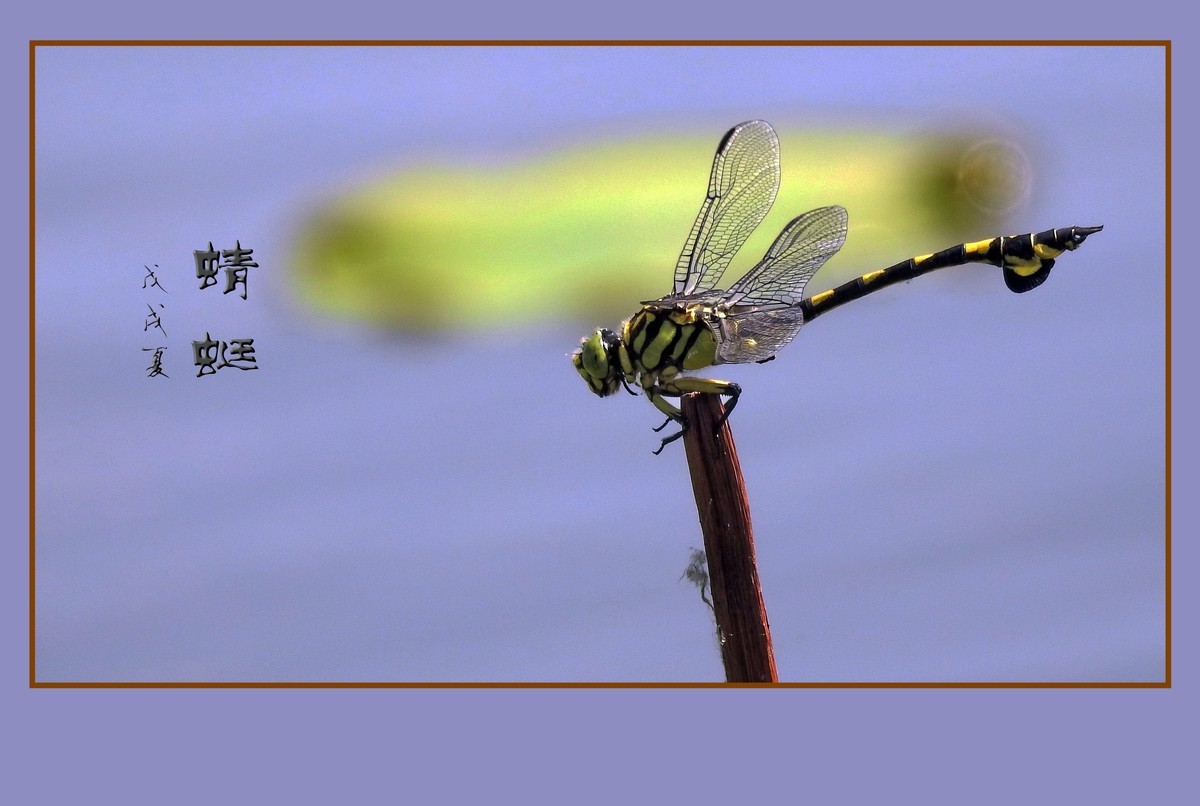蜻蜓小憩晒薄翼