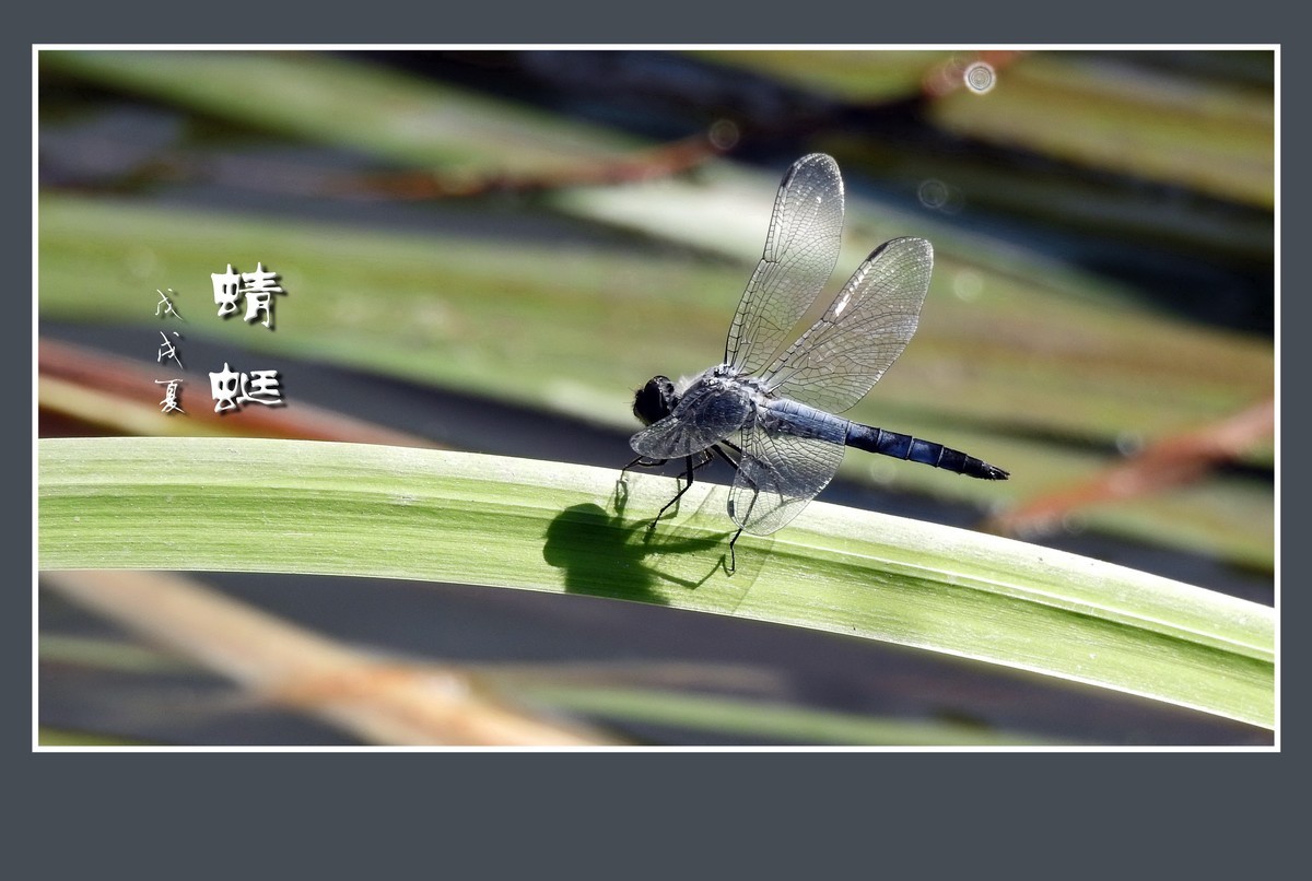蜻蜓小憩晒薄翼
