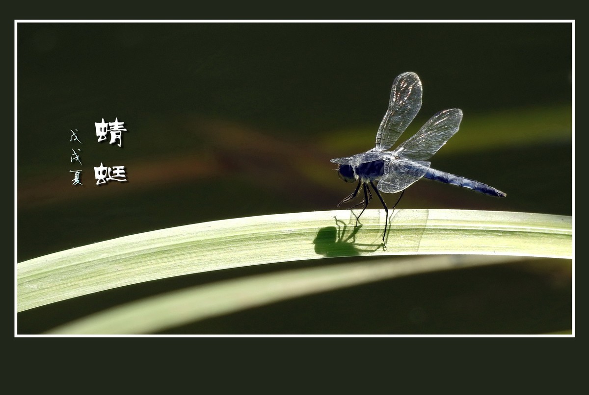 蜻蜓小憩晒薄翼