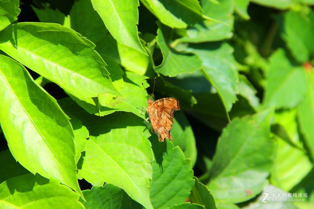 #佳能EOS M6-定格光影# 暑期八达岭一游