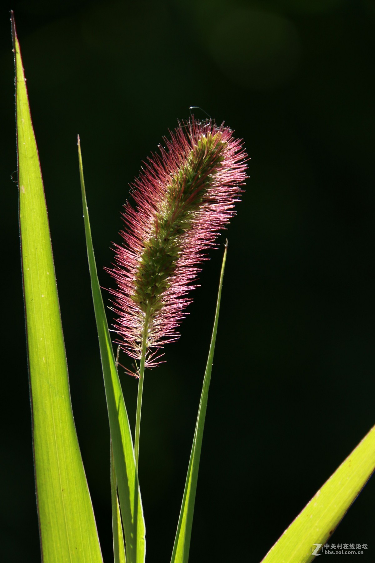 狗尾草