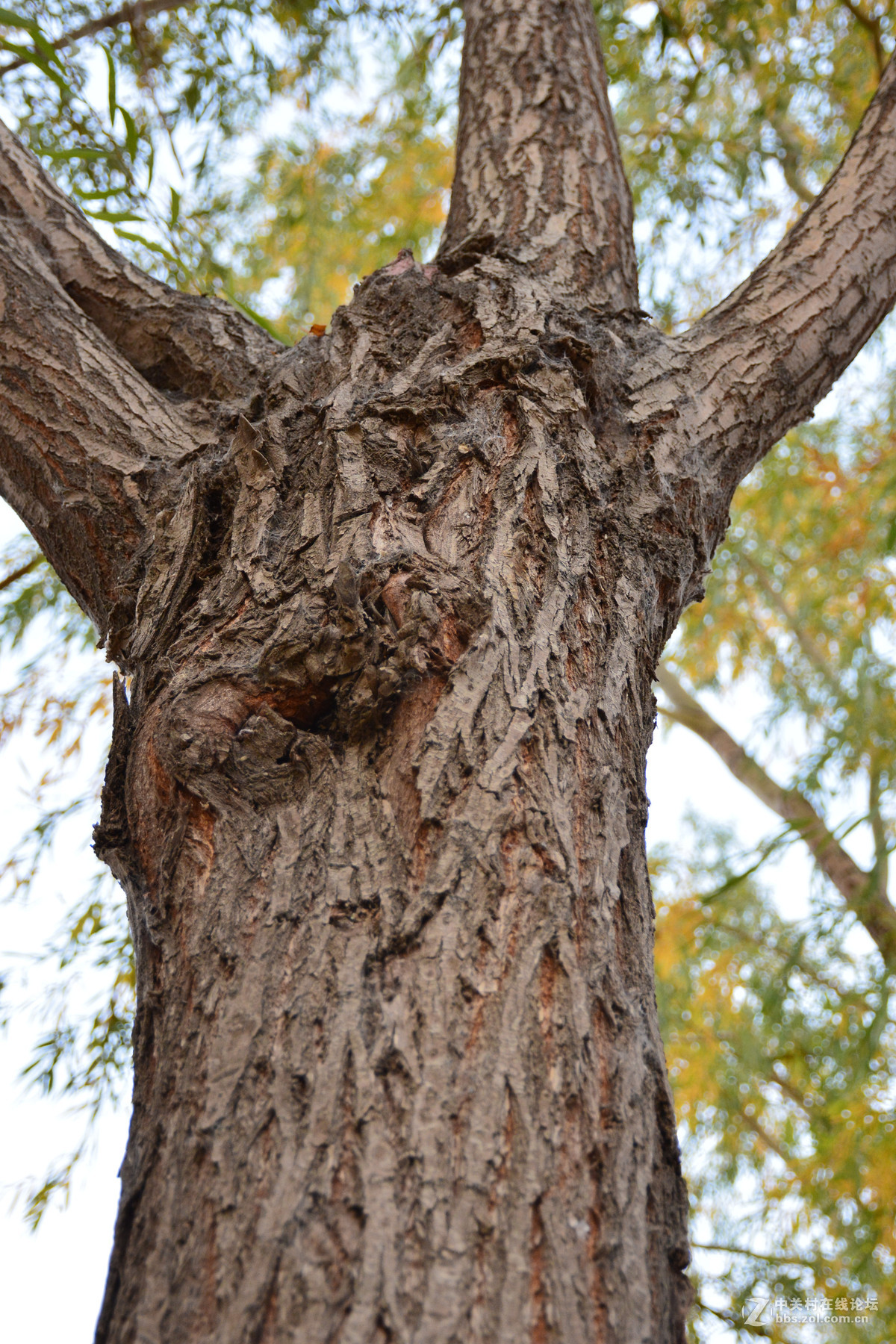 痴迷于老树皮的纹理