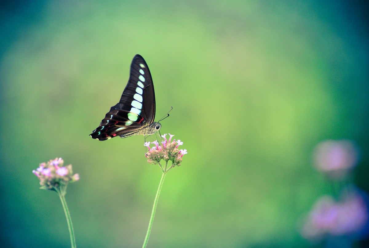 #版主坐堂#微距星空(中国)2015年10月优秀作品选编