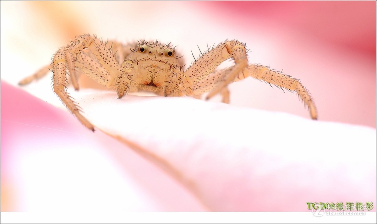 #版主坐堂#微距星空(中国)2015年10月优秀作品选编