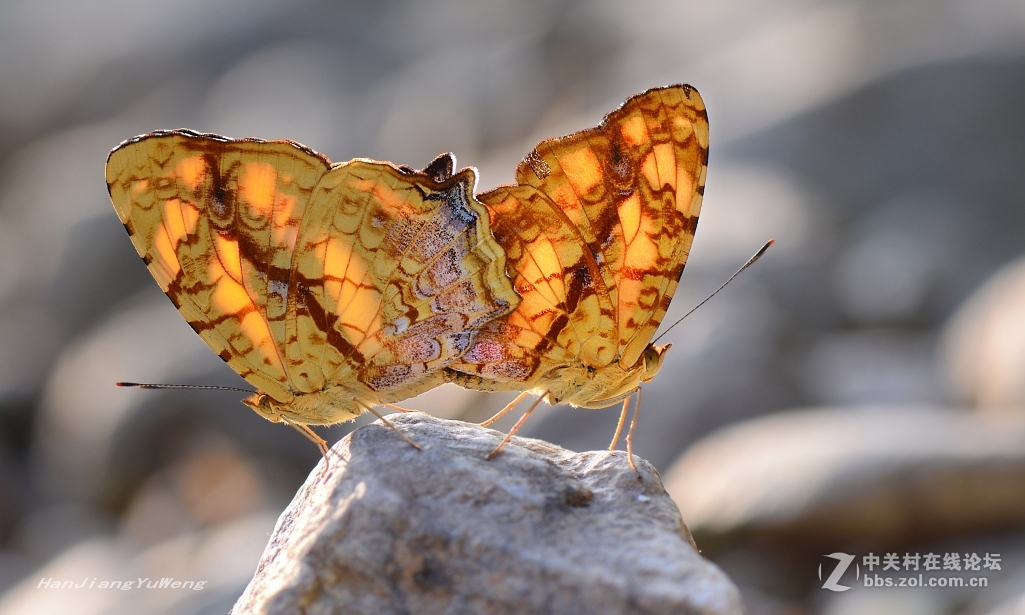 #版主坐堂#微距星空(中国)2015年10月优秀作品选编