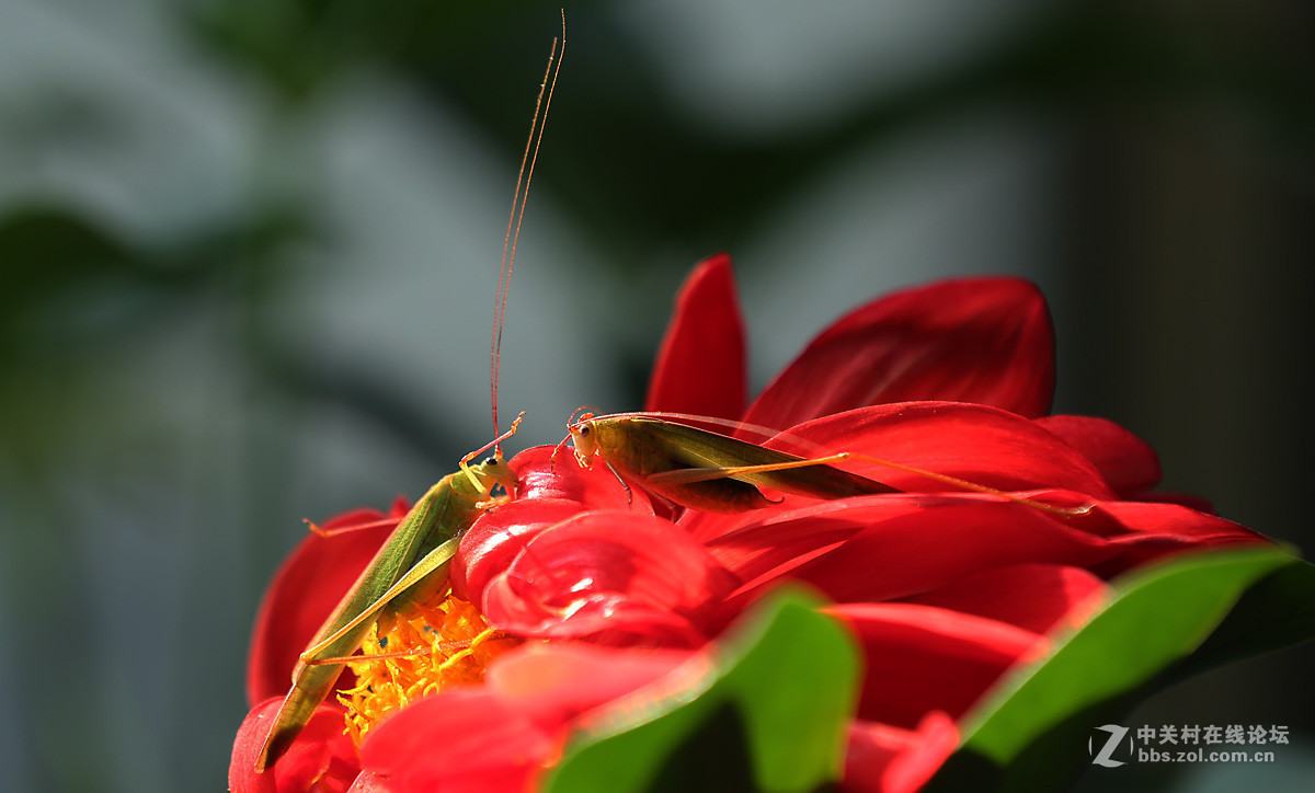 #版主坐堂#微距星空(中国)2015年10月优秀作品选编