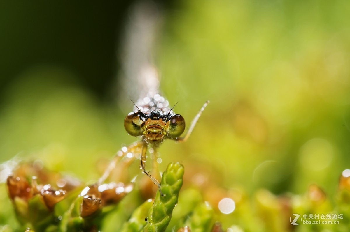#版主坐堂#微距星空(中国)2015年10月优秀作品选编