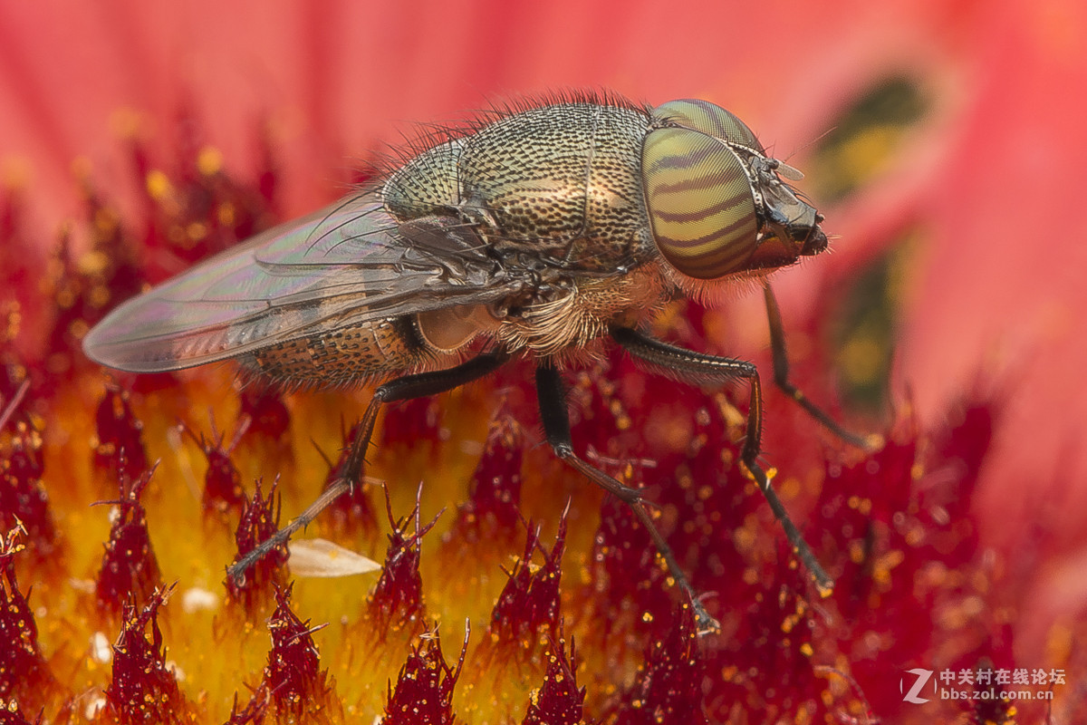 #版主坐堂#微距星空(中国)2015年10月优秀作品选编