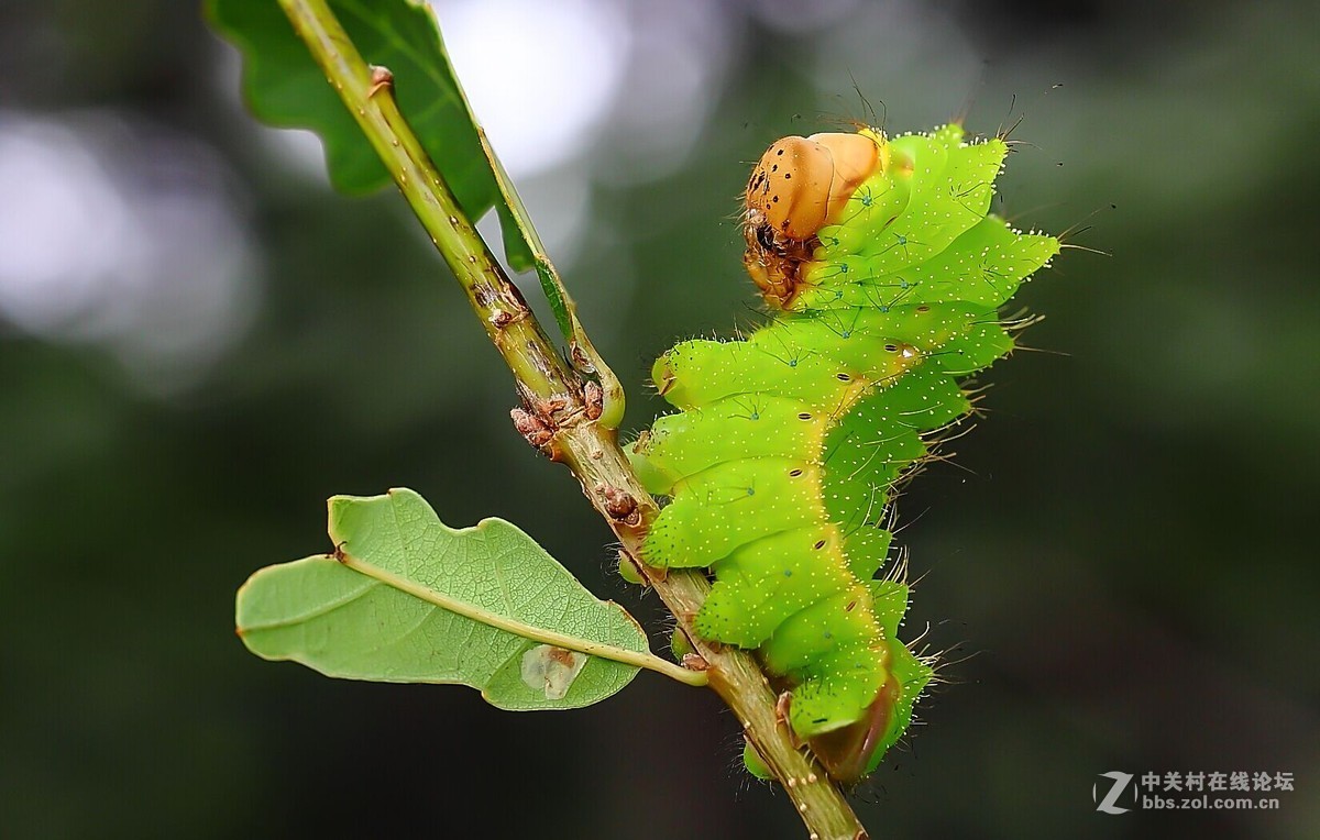 #版主坐堂#微距星空(中国)2015年10月优秀作品选编