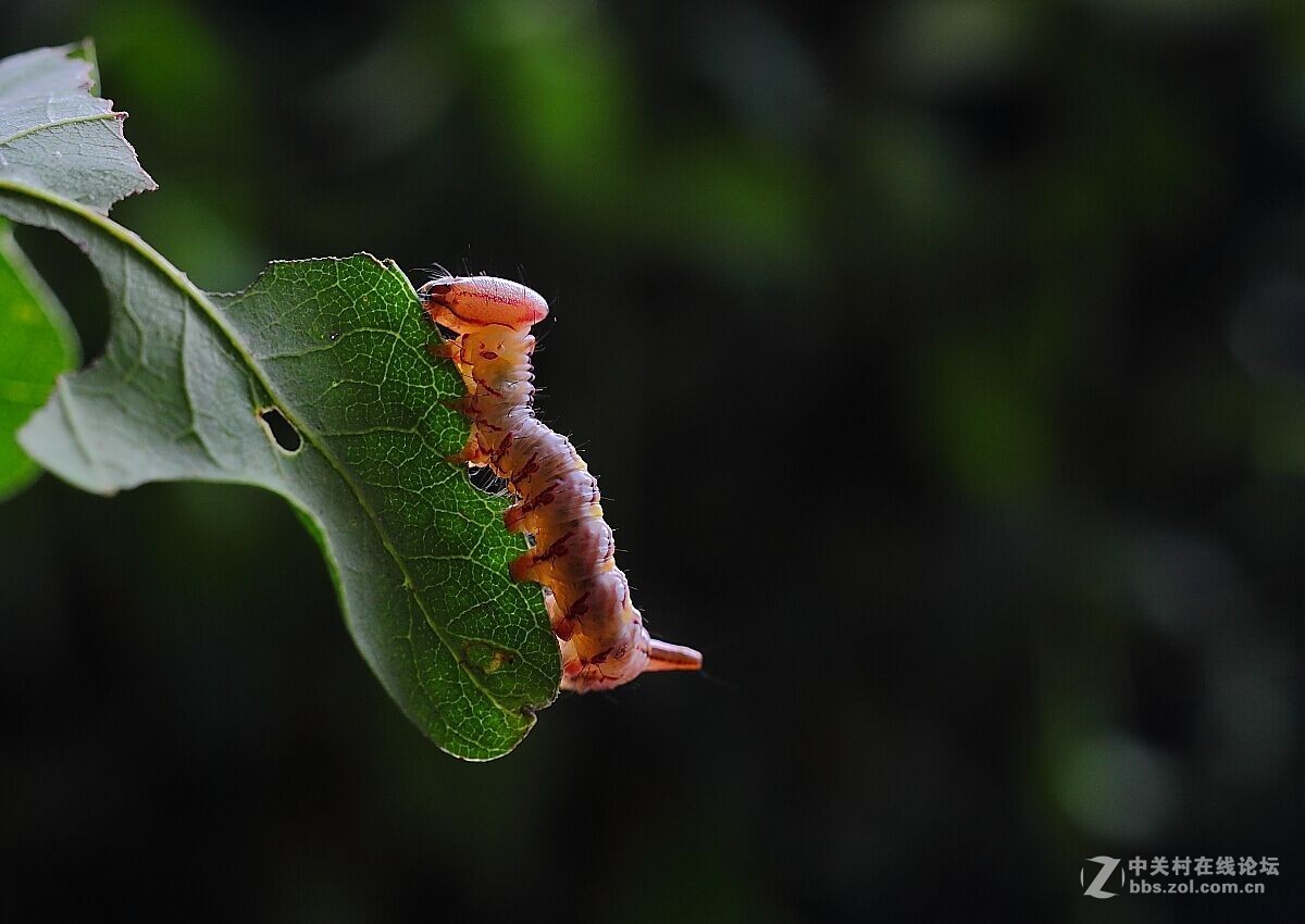 #版主坐堂#微距星空(中国)2015年10月优秀作品选编