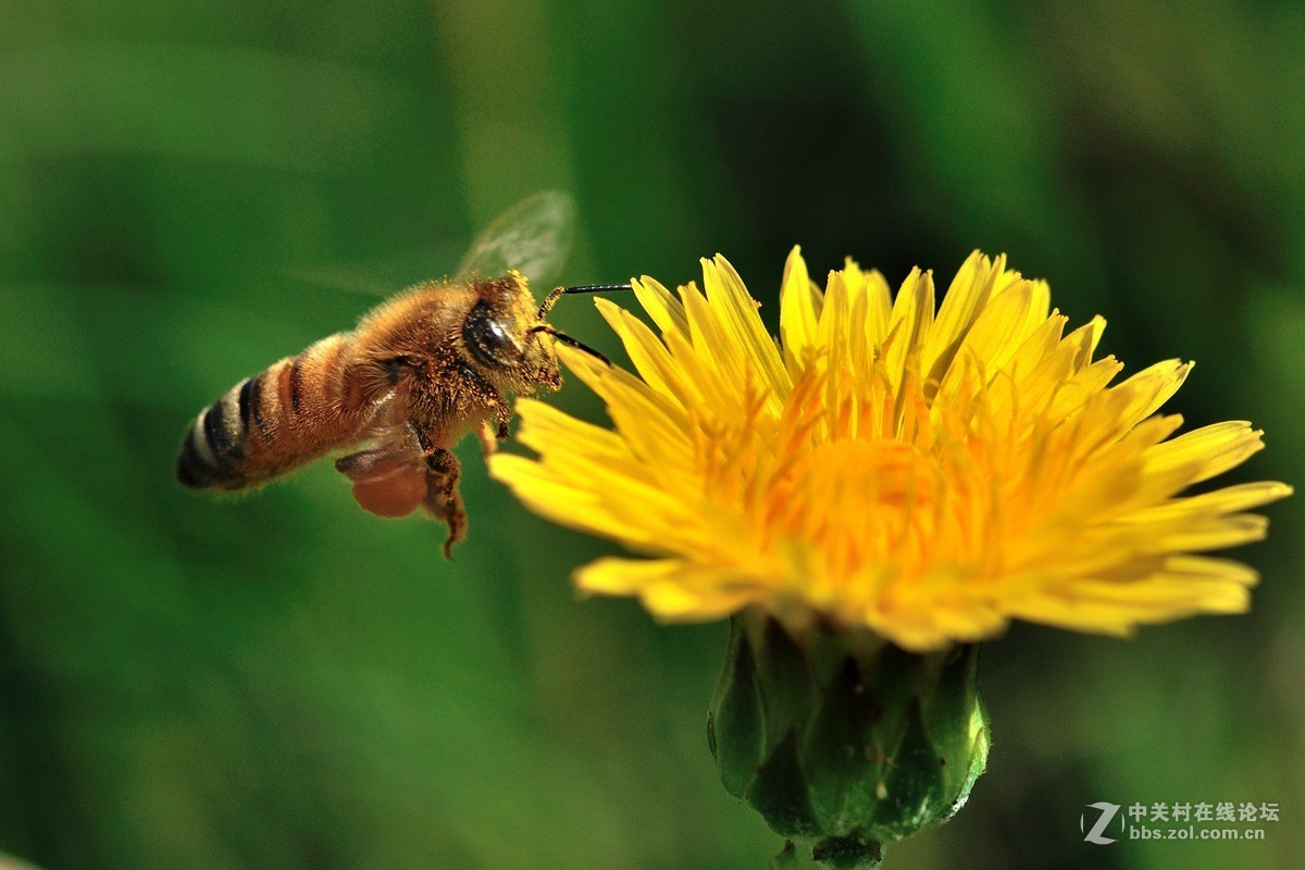 #版主坐堂#微距星空(中国)2015年10月优秀作品选编