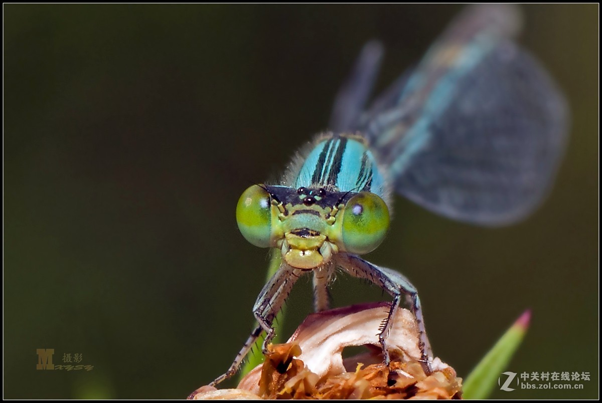 #版主坐堂#微距星空(中国)2015年10月优秀作品选编