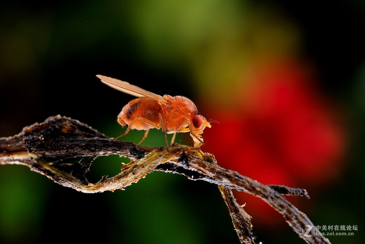 #版主坐堂#微距星空(中国)2015年10月优秀作品选编