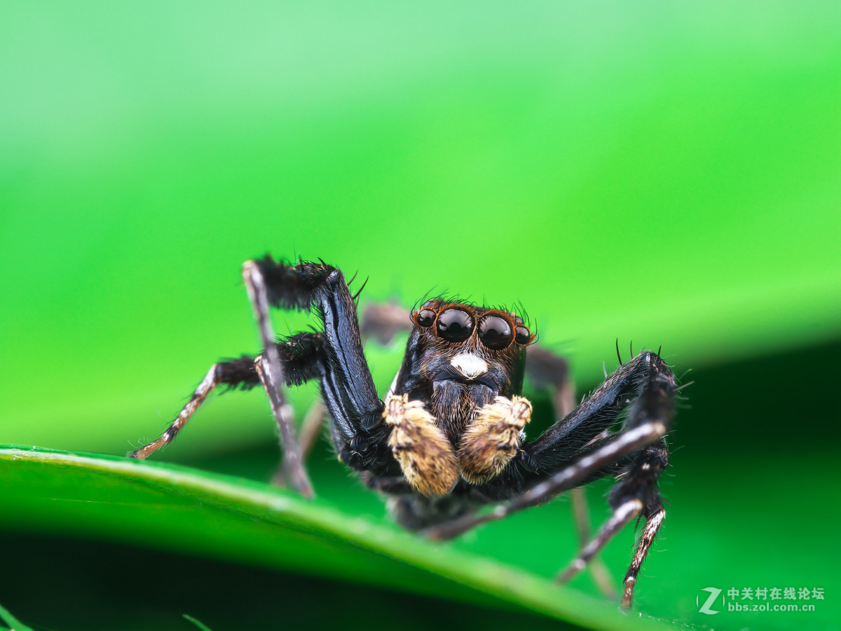 死神的镰刀缨孔蛛