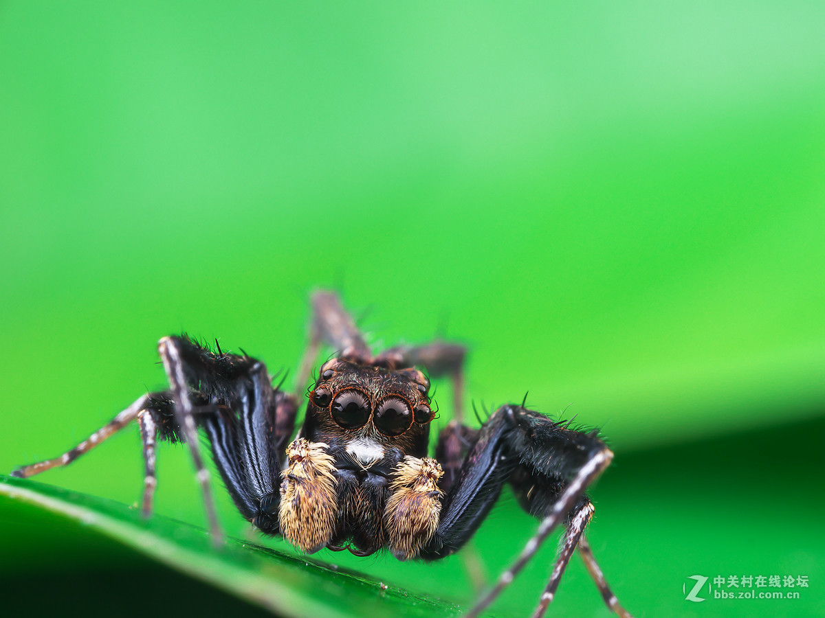 死神的镰刀缨孔蛛