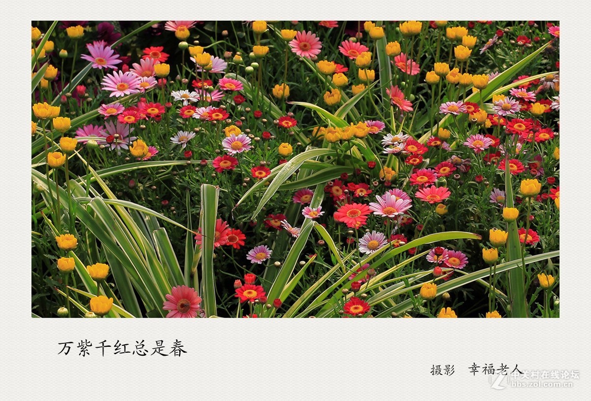 万紫千红总是春