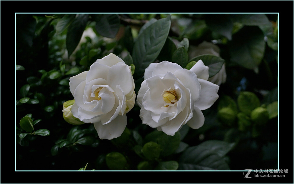 洁白飘香珠珠花二