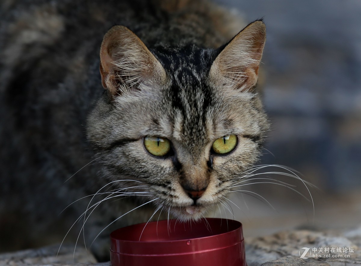 虎猫，