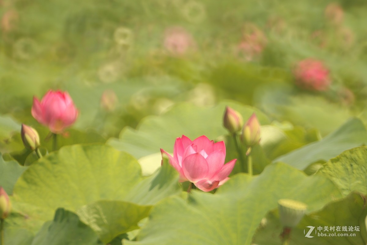 首次尝试折返拍花