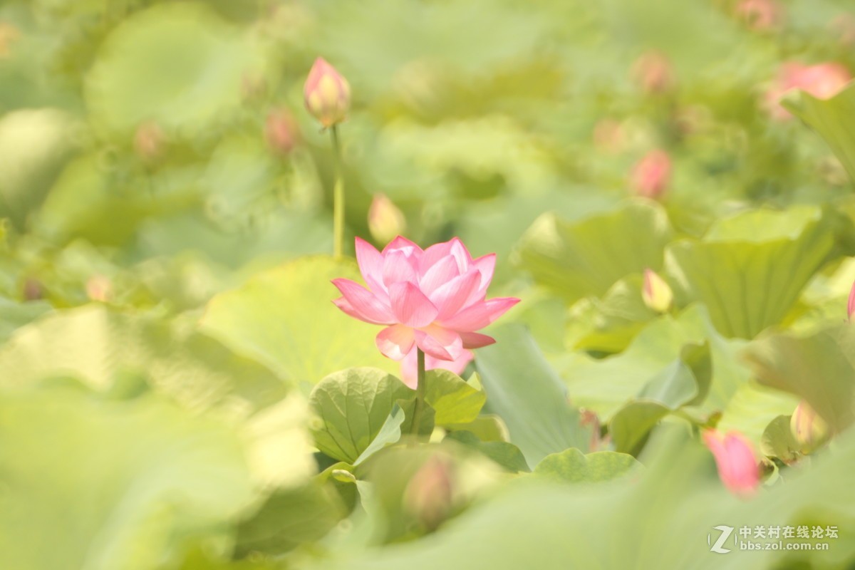 首次尝试折返拍花