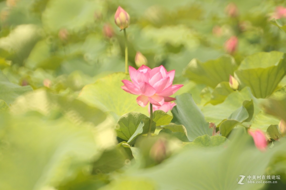 首次尝试折返拍花