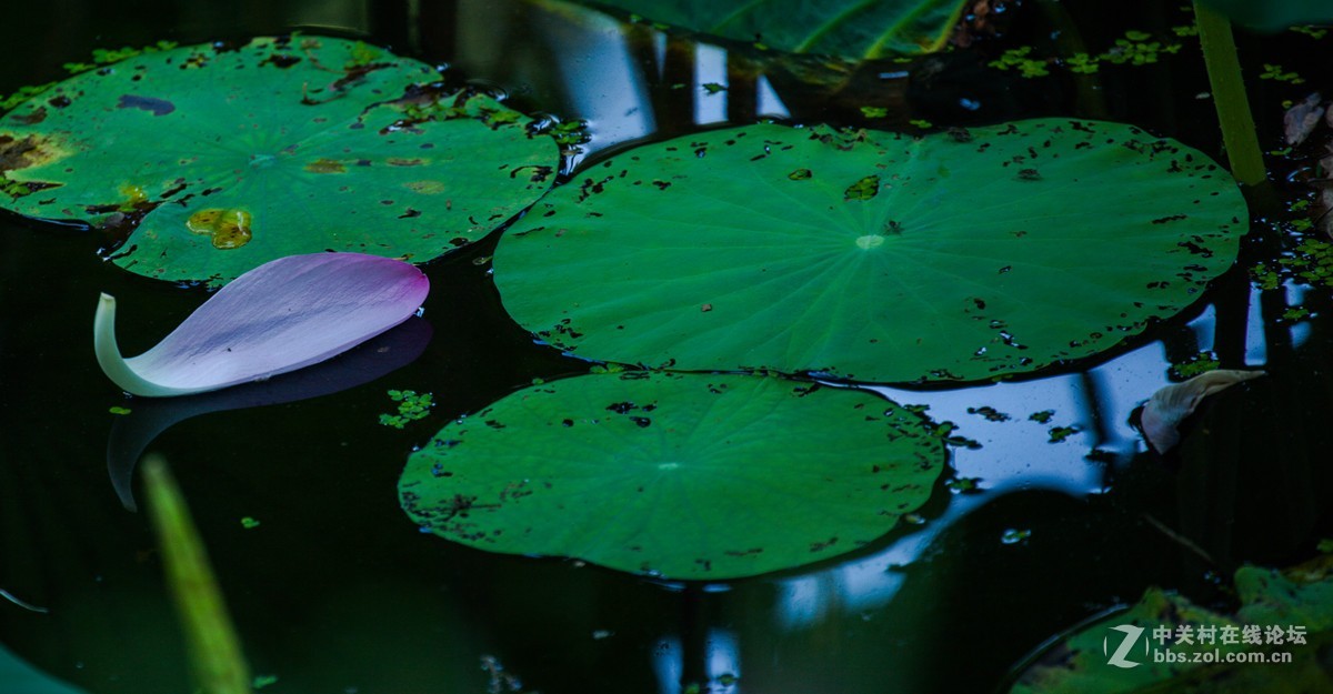 江南可采莲，莲叶何田田