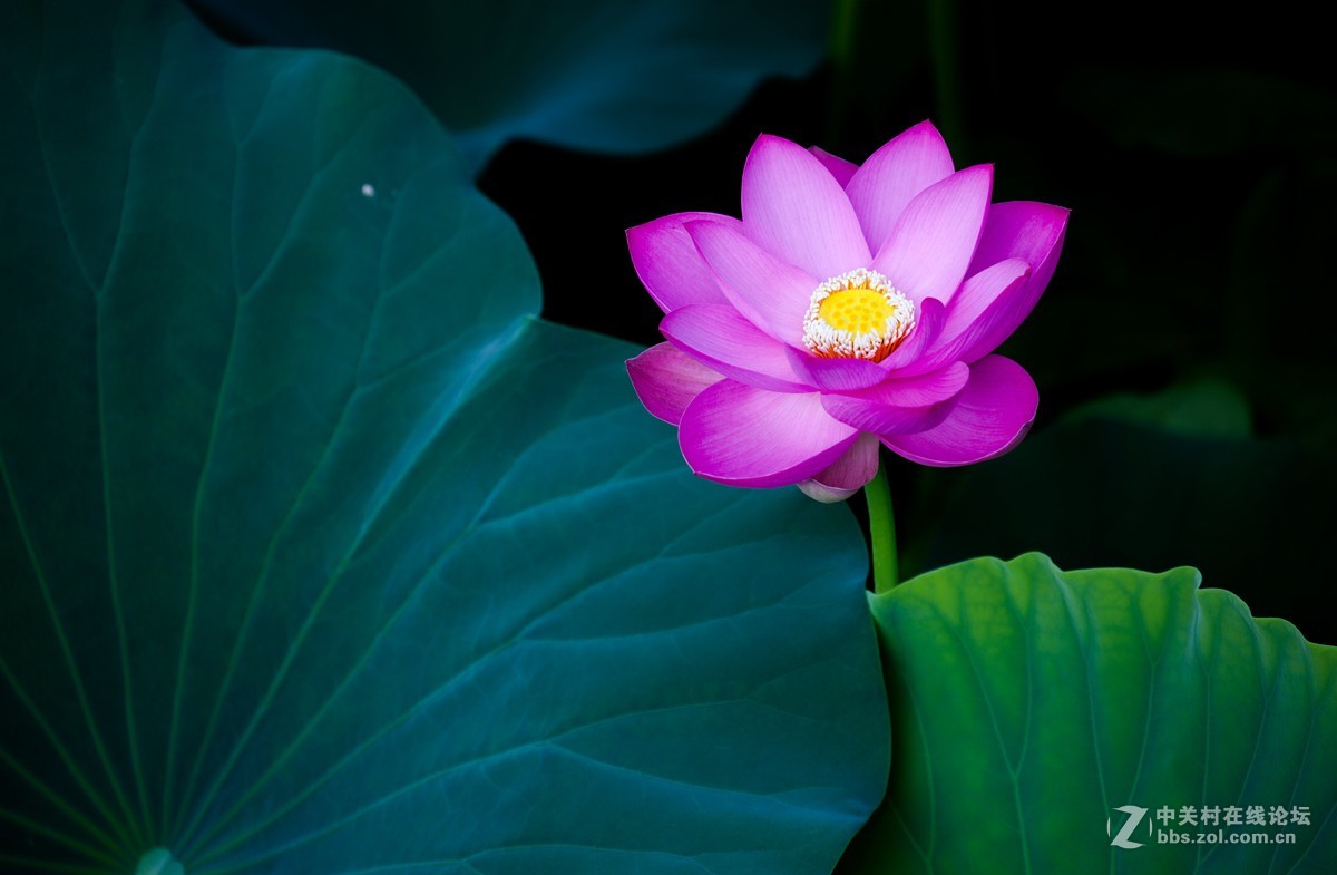 江南可采莲，莲叶何田田