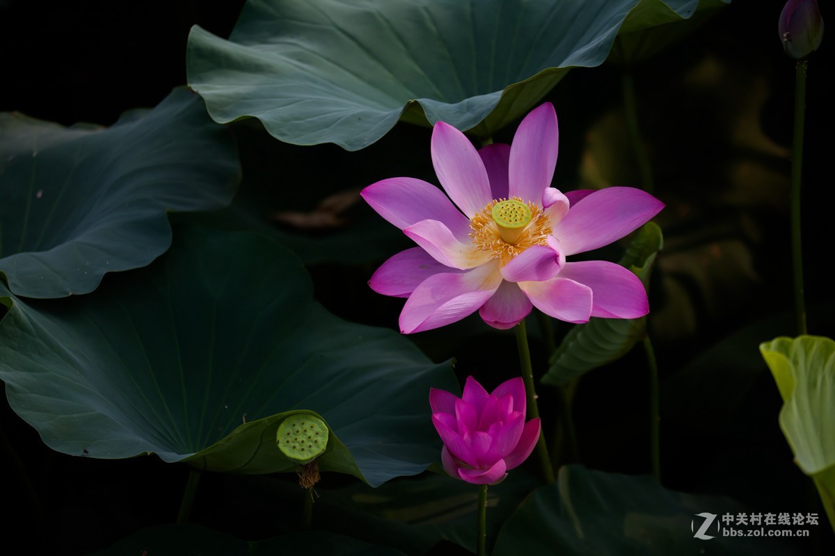 江南可采莲，莲叶何田田
