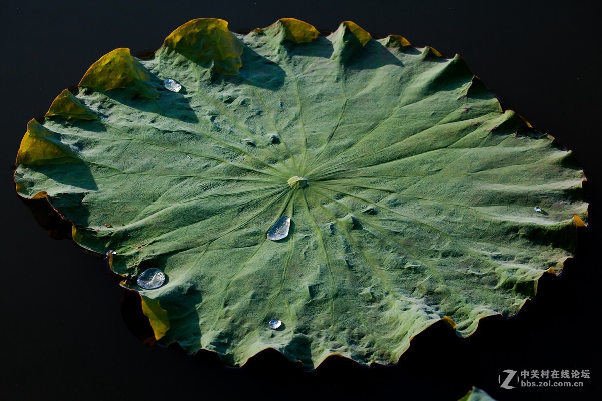 江南可采莲，莲叶何田田