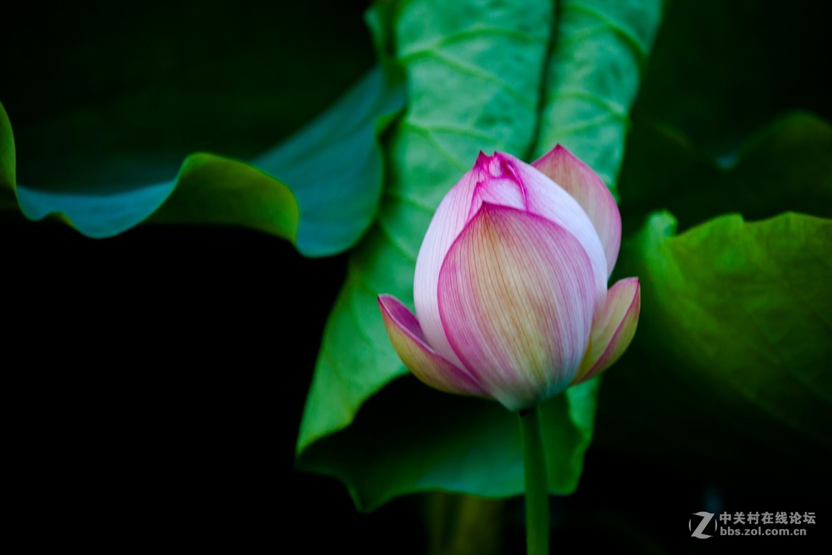 江南可采莲，莲叶何田田
