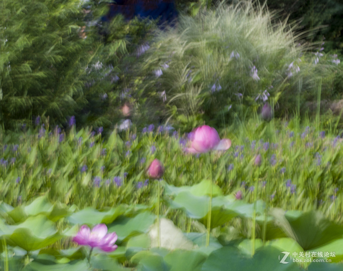 摇摄技巧拍荷花