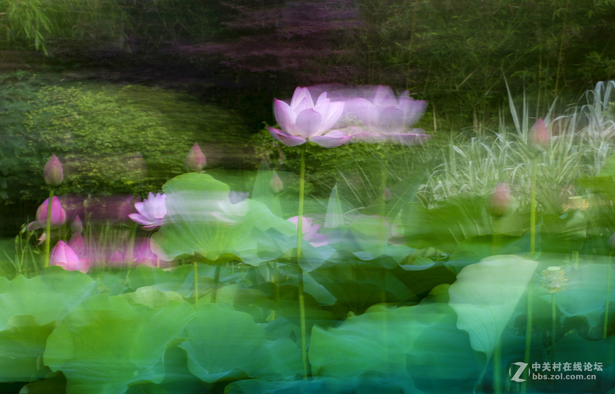 摇摄技巧拍荷花