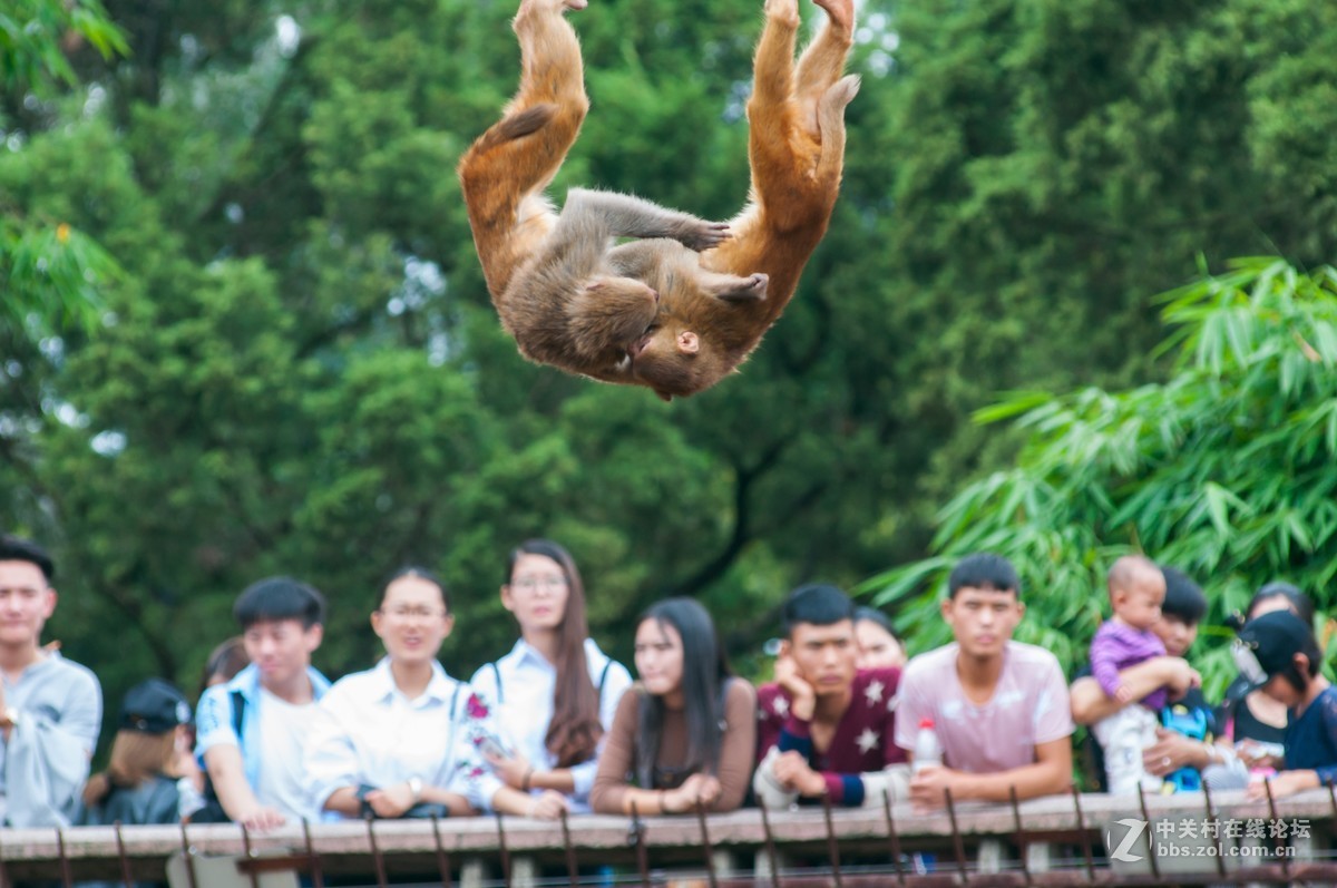 小钢炮动物园拍猴儿