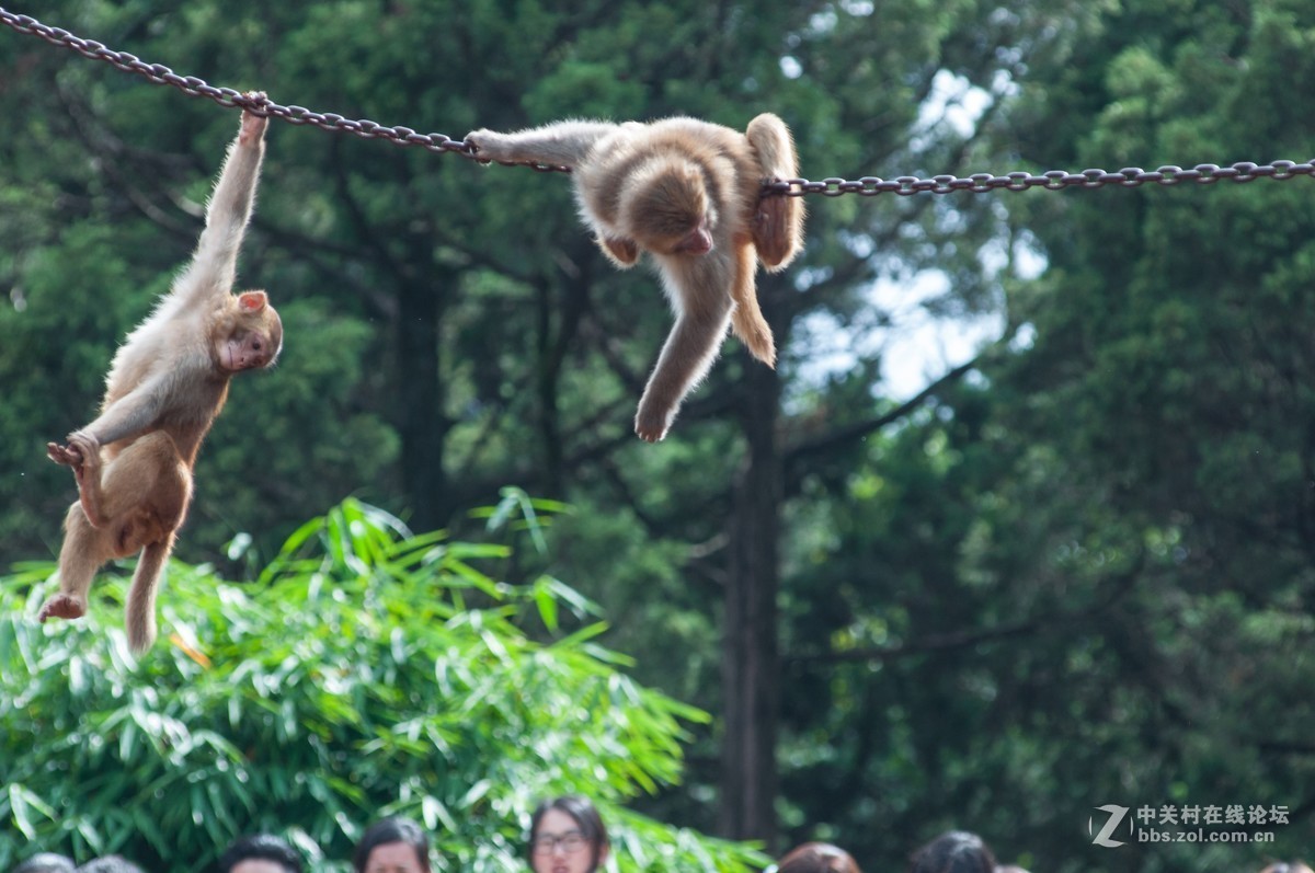 小钢炮动物园拍猴儿